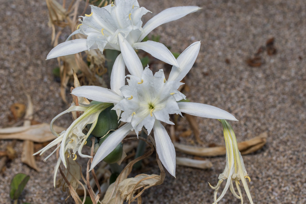 Sea Daffodil from Agios Nikolaos, Ρόδος, Greece on September 23, 2021