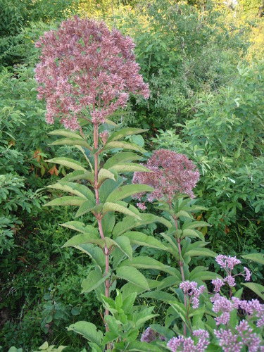 Eupatoriadelphus fistulosus · iNaturalist