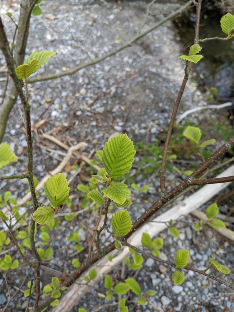 swamp alder from Port Rowan, ON N0E 1M0, Canada on June 22, 2020 at 10: ...