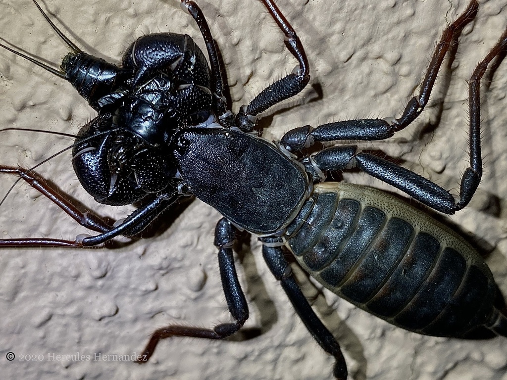 Tohono Vinegaroon in July 2020 by David Hernandez. Cochise County, AZ
