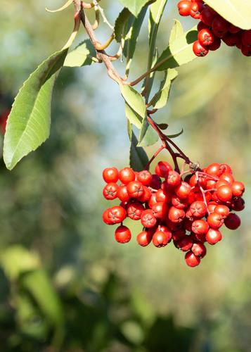 iNaturalist observation photo of Toyon