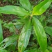 Pollia macrophylla - Photo (c) Luis Webber, todos los derechos reservados, subido por Luis Webber