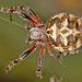 Furrow Spiders - Photo (c) gernotkunz, all rights reserved, uploaded by gernotkunz
