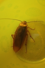 Periplaneta americana image
