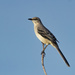 Tropical Mockingbird - Photo (c) Tom, all rights reserved, uploaded by Tom