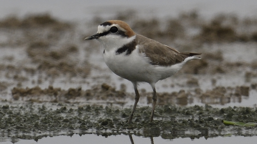 흰물떼새 from Hong Kong on 2018년 04월 28일 (토) by Mr S Y Chan · iNaturalist 흰물떼새 (Anarhynchus alexandrinus)