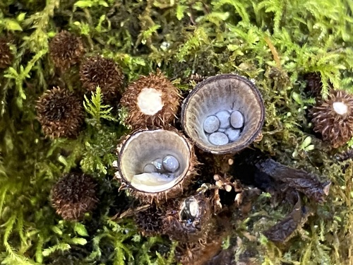 fluted bird's nest fungus