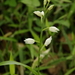 Cephalanthera erecta - Photo (c) Eric Knight, all rights reserved, uploaded by Eric Knight