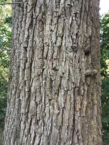 Mexican White Oak