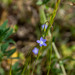 Tadgell's Bluebell - Photo (c) Richie Southerton, all rights reserved, uploaded by Richie Southerton