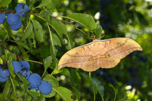 Japanese Silk Moth