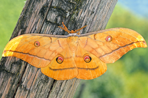 Japanese Silk Moth