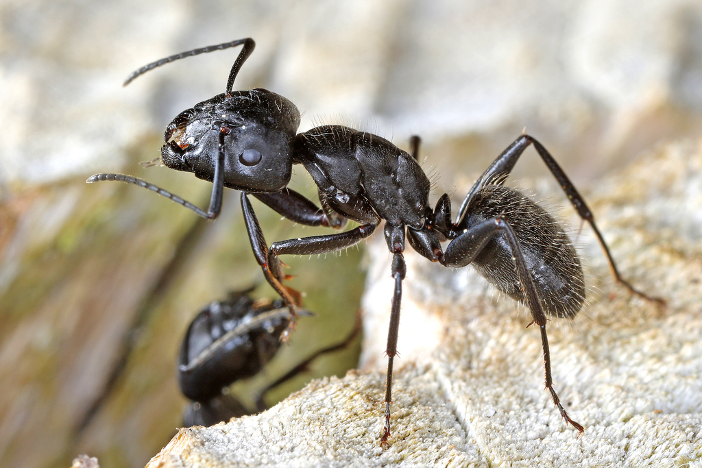 Hairy Carpenter Ant (Camponotus vagus) · iNaturalist