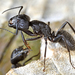 Hairy Carpenter Ant - Photo (c) gernotkunz, all rights reserved, uploaded by gernotkunz