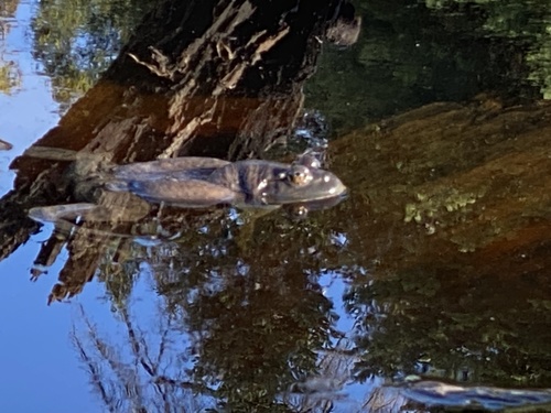 iNaturalist observation photo of American Bullfrog