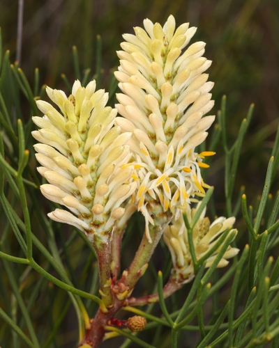 Petrophile shirleyae F.M.Bailey