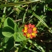 Lantana tiliaefolia - Photo 由 Ana Beatriz Silva Melo 所上傳的 (c) Ana Beatriz Silva Melo，保留所有權利