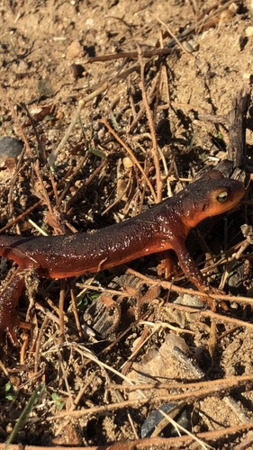 iNaturalist observation photo of Sierra Newt