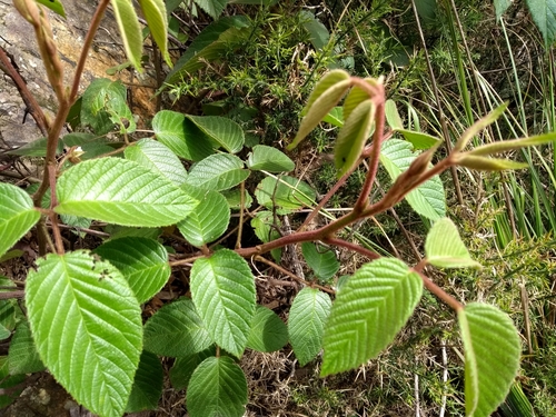 Rubus bogotensis image