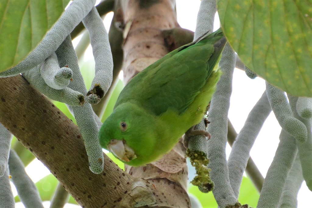 Riparian Parrotlet photo