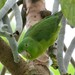 Riparian Parrotlet - Photo (c) Ingrid Macedo, all rights reserved, uploaded by Ingrid Macedo