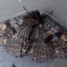 Bethune's Zale Moth - Photo (c) John Ratzlaff, all rights reserved, uploaded by John Ratzlaff