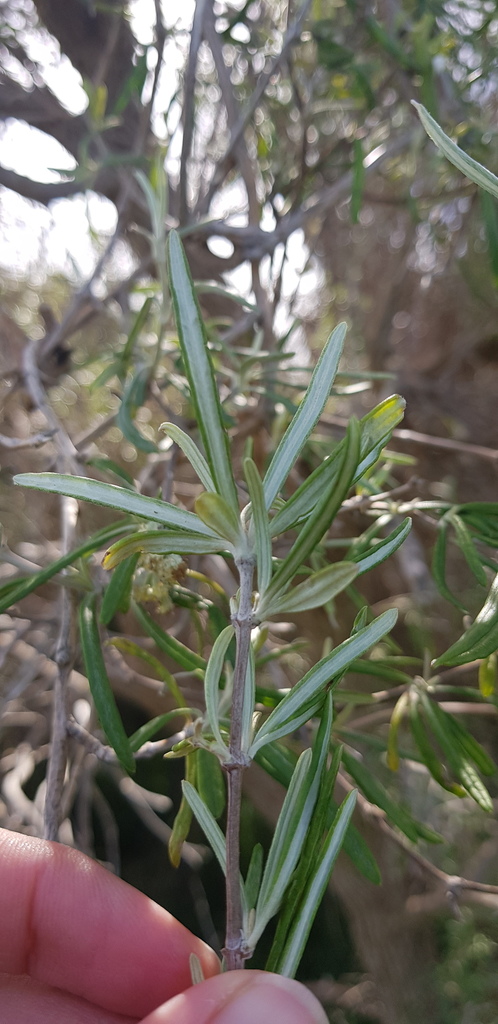 Olearia Lineata In November 2021 By Ruby Collier INaturalist NZ