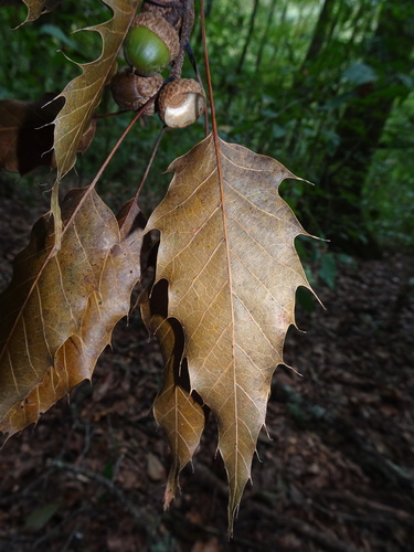 Quercus skinneri