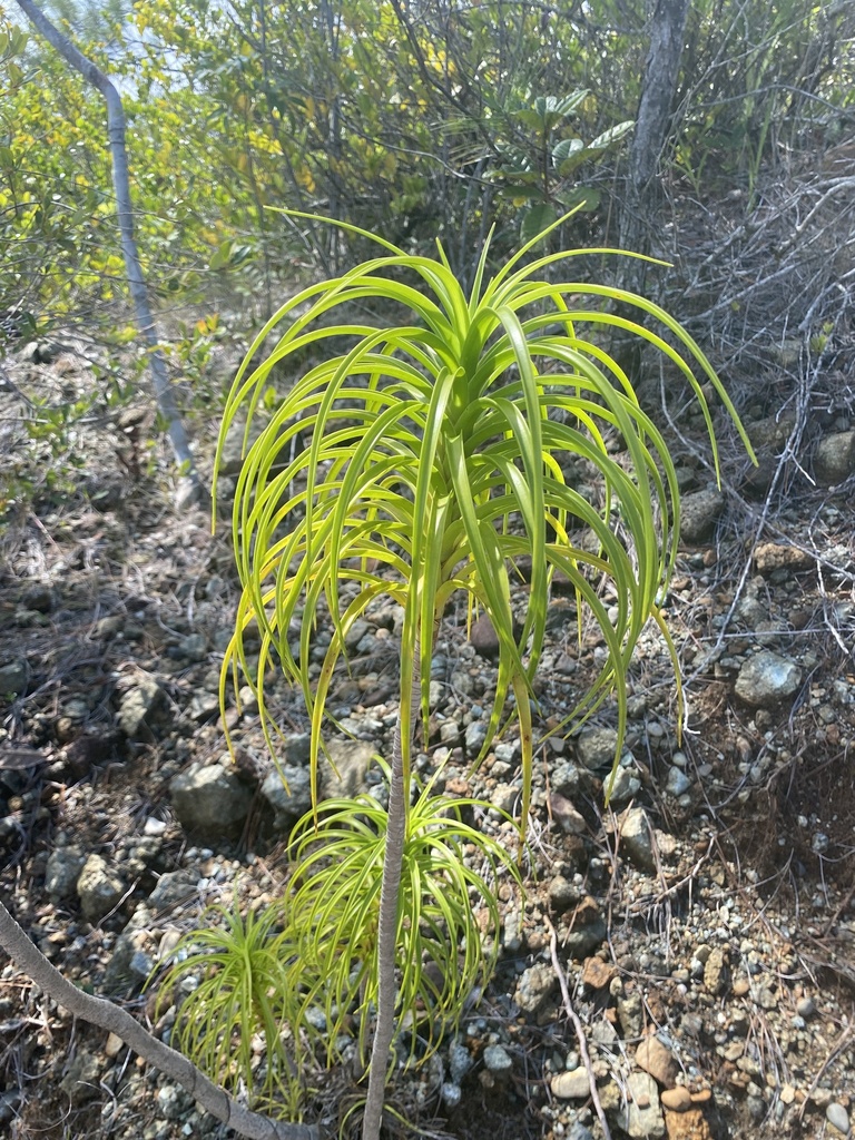 Dracaena cubensis  iNaturalist