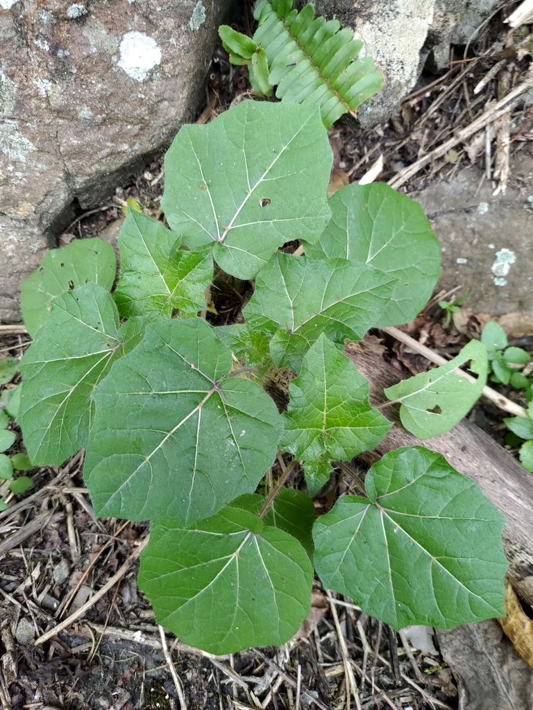 Solanum capsicoides - Cockroach Berry - Mata-cavalo (Solanaceae