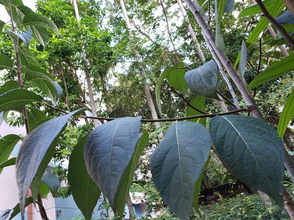 Gutta-percha Tree in November 2021 by Dickson Ho · iNaturalist