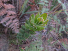 Gaylussacia buxifolia image