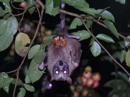 Sulawesi Fruit Bat (Acerodon celebensis) — Vulnerable Mammalia
