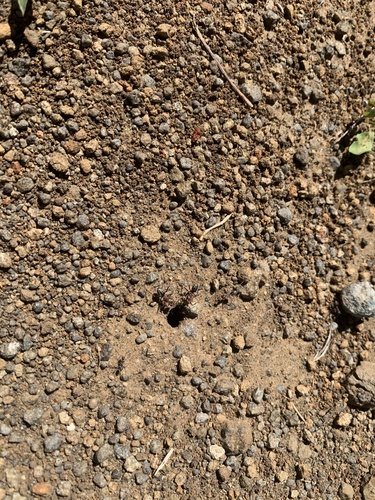Large Pugnacious Ant