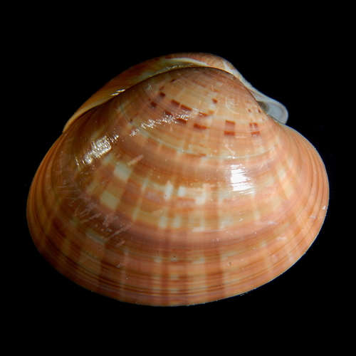 Smooth Clam