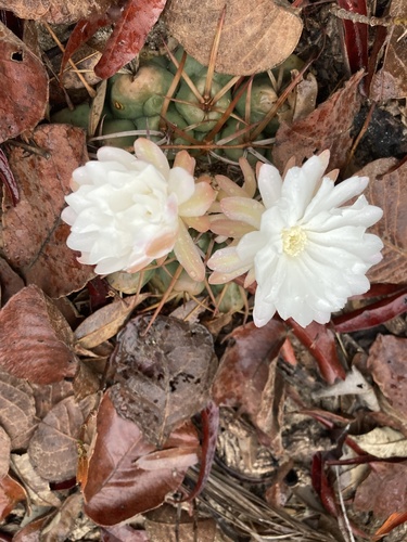 Discocactus