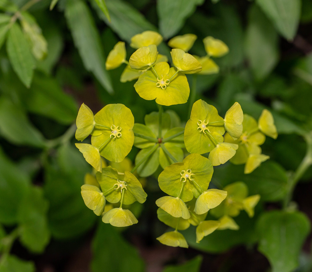 Euphorbia amygdaloides