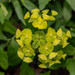 Euphorbia amygdaloides - Photo (c) Nicoară Roxana, όλα τα δικαιώματα διατηρούνται, uploaded by Nicoară Roxana