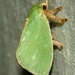 Parasa jade - Photo (c) Roger C. Kendrick, כל הזכויות שמורות
