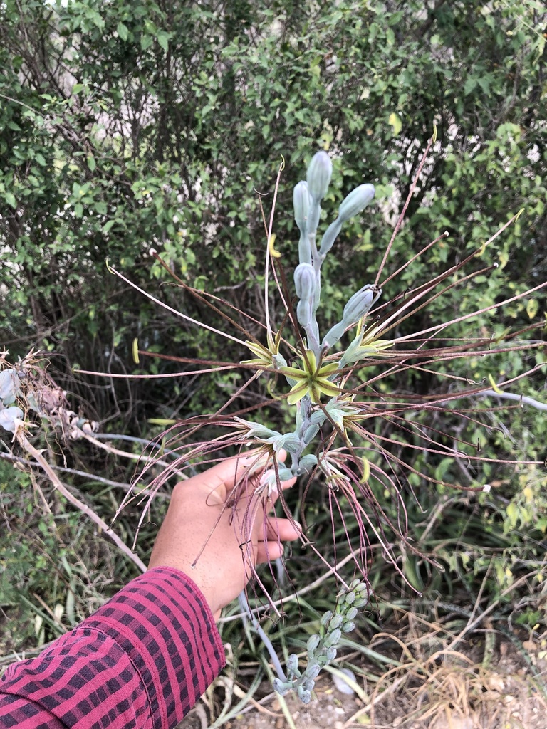 Manfreda variegata