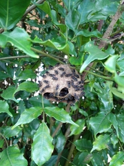 Brachygastra augusti image