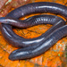 Common Caecilians - Photo (c) Andrés Mauricio Forero Cano, all rights reserved, uploaded by Andrés Mauricio Forero Cano