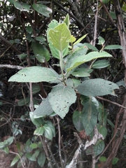 Varronia cylindrostachya image