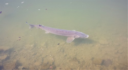 Lake Sturgeon