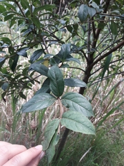Viburnum triphyllum image