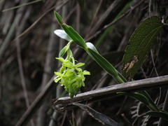 Epidendrum chioneum image