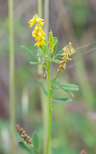elegant melilot (Melilotus elegans)