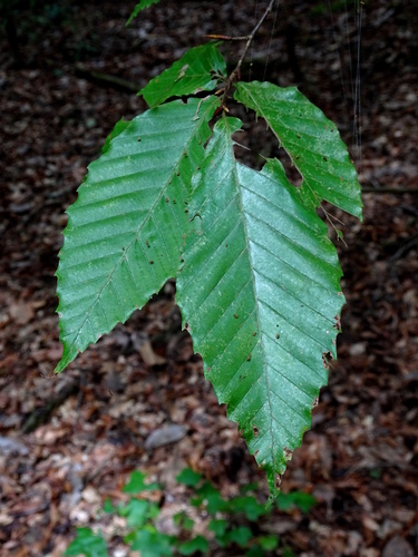 Mexican beech
