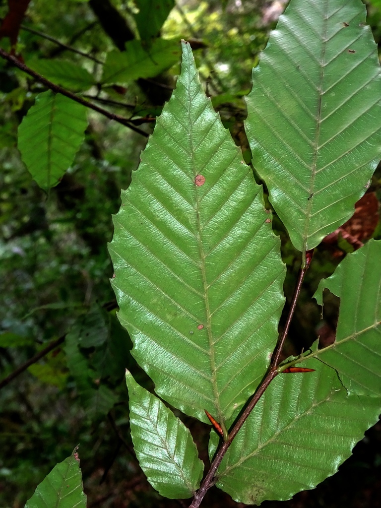 Mexican beech (Fagus mexicana)  iNaturalist