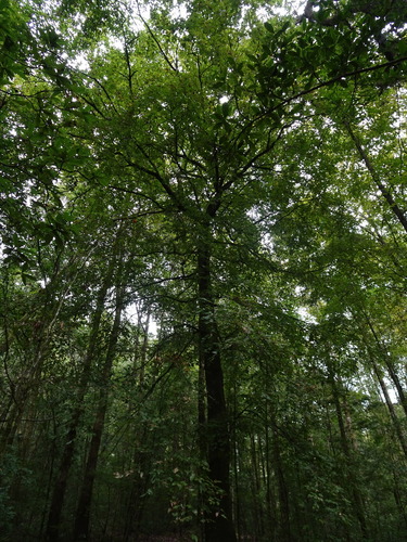 Mexican beech